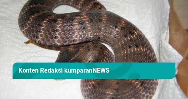 Salma Hayek porno sahnalari onlayn